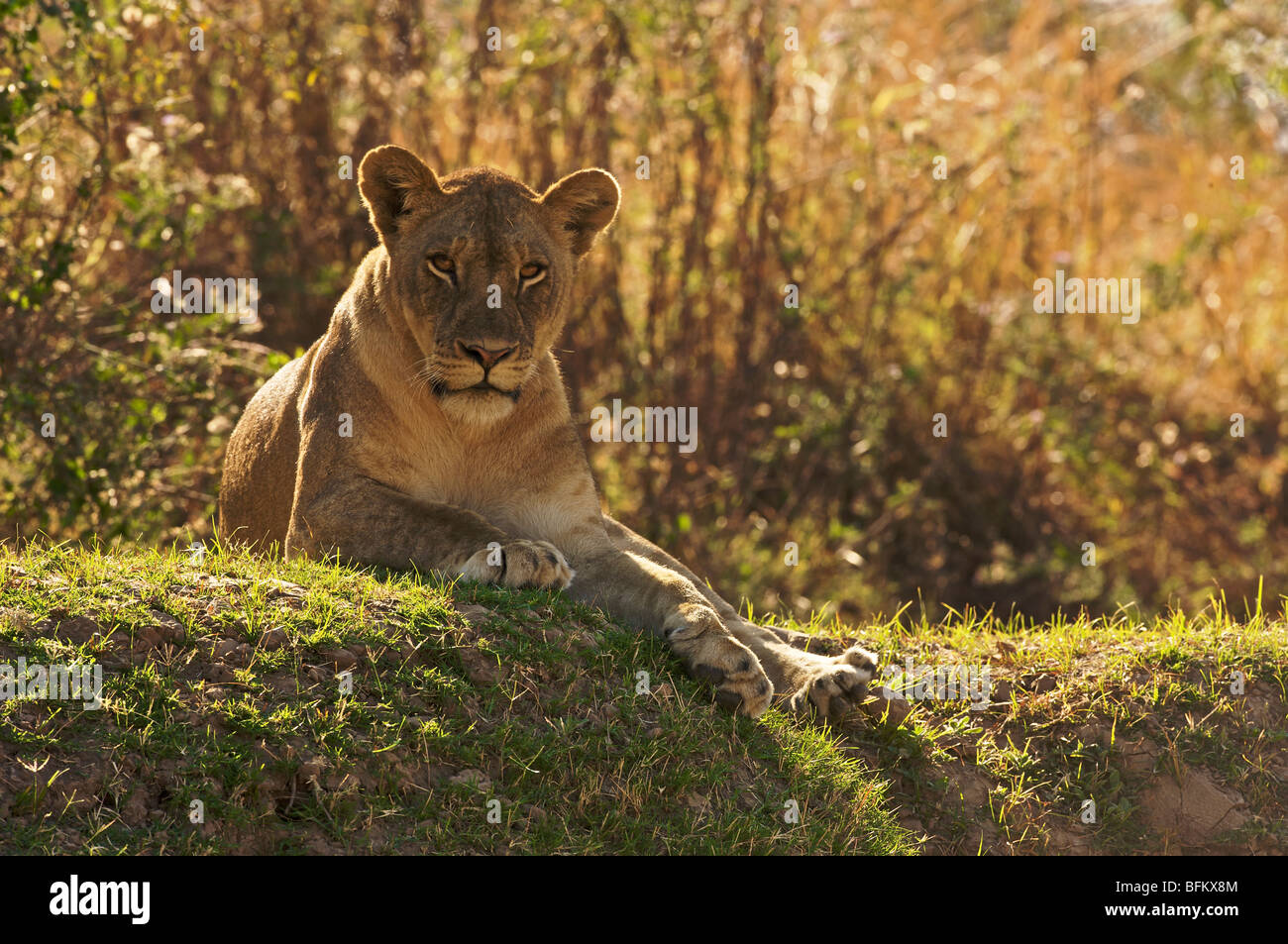 Intense lion hi-res stock photography and images - Alamy