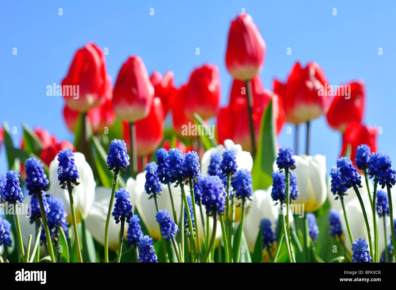 Red tulips and blue bells against blue sky Stock Photo