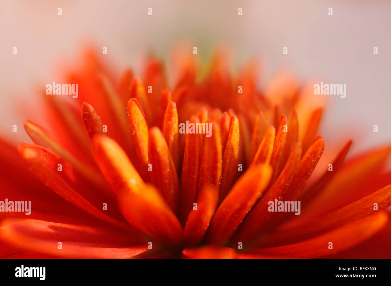 Chrysanthemum flowers Stock Photo