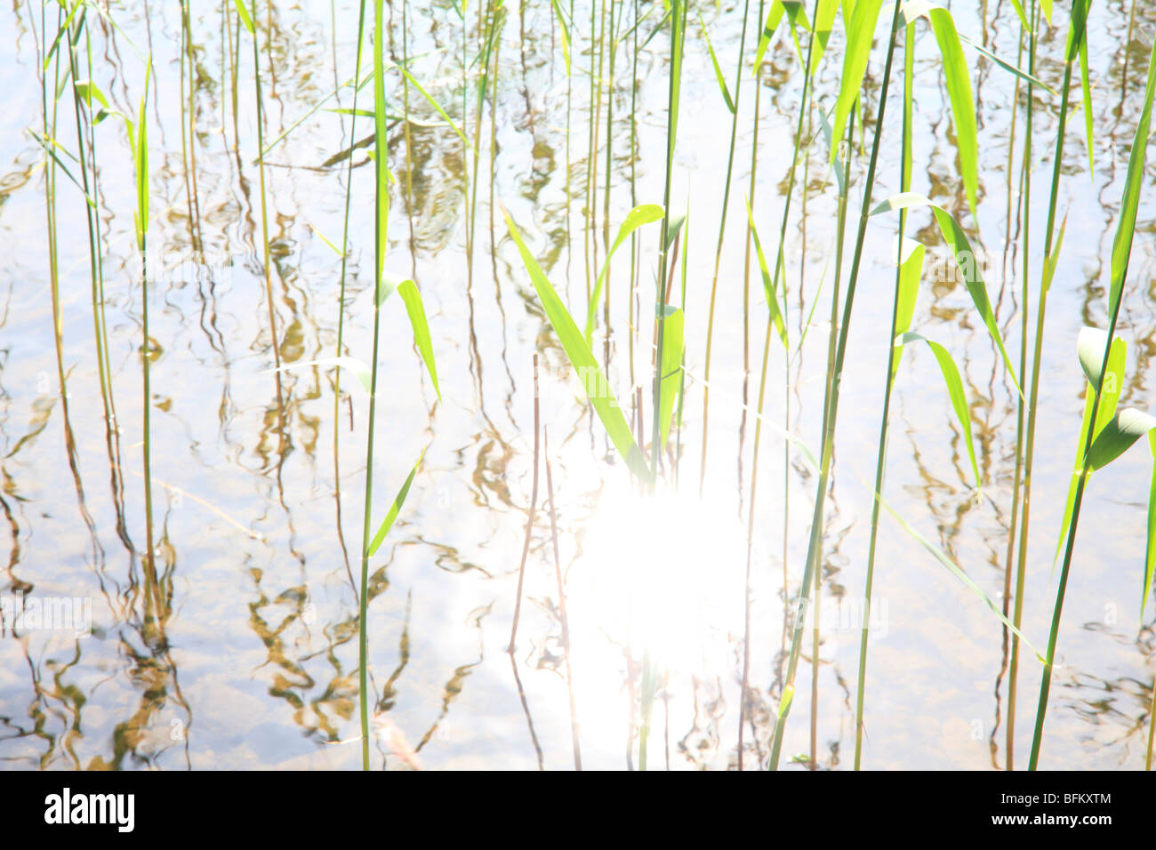 Common reed (Phragmites australis) growing in a lake in Sweden Stock ...