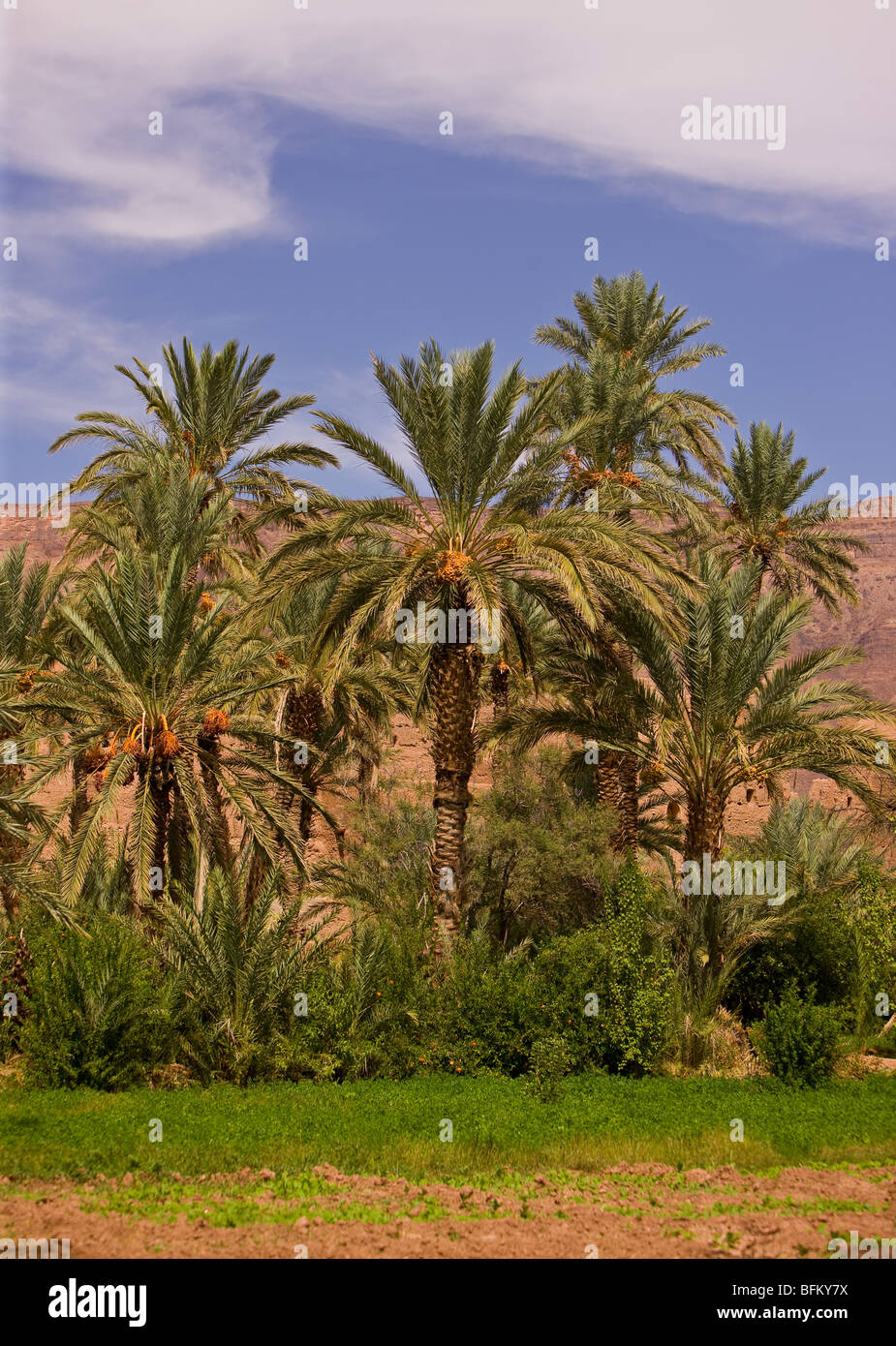 AGDZ, MOROCCO - Palm trees at Tamnougalt kasbah, in the Atlas Mountains. Stock Photo