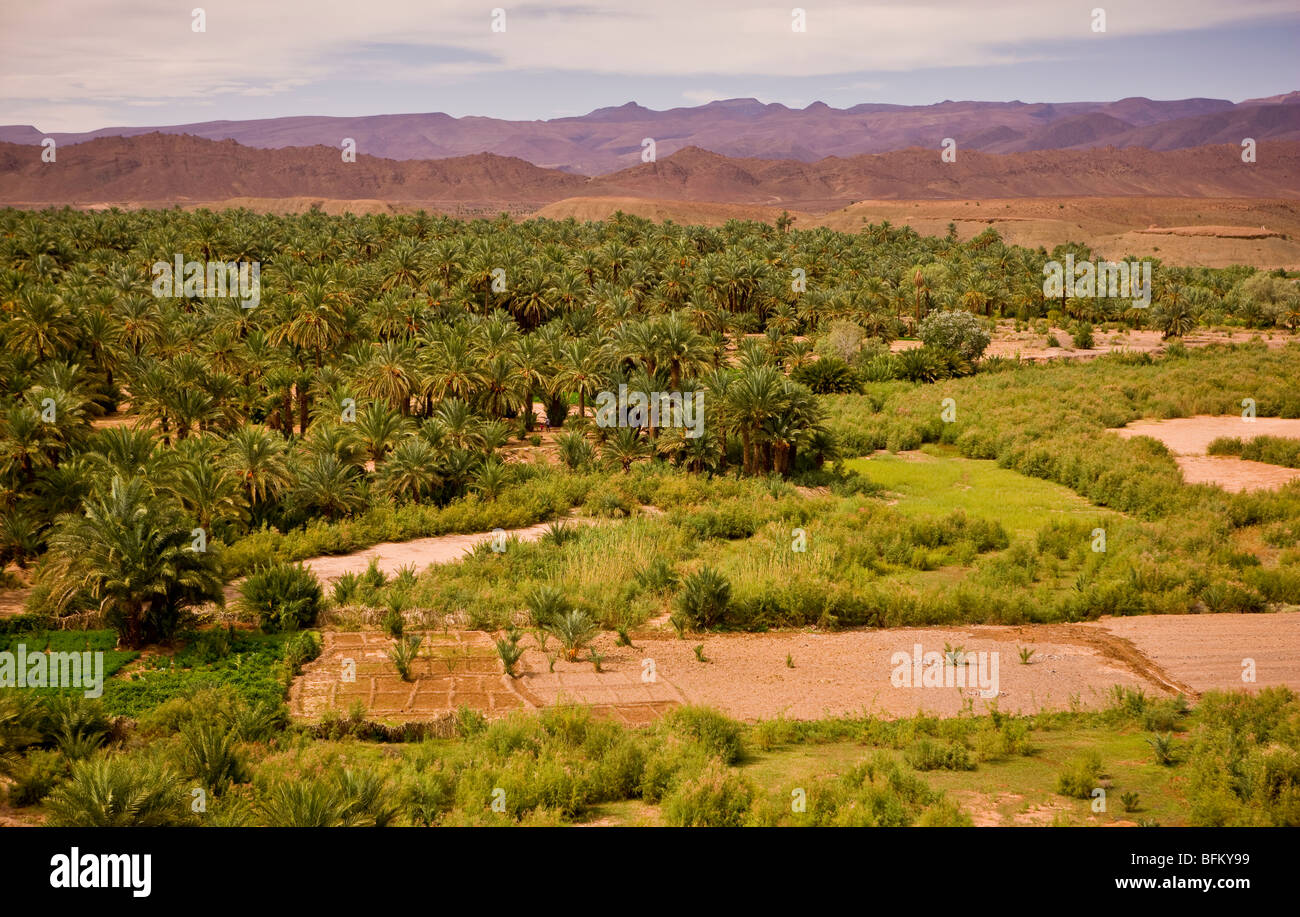 DRAA VALLEY, MOROCCO - Date palm trees and agriculture Stock Photo