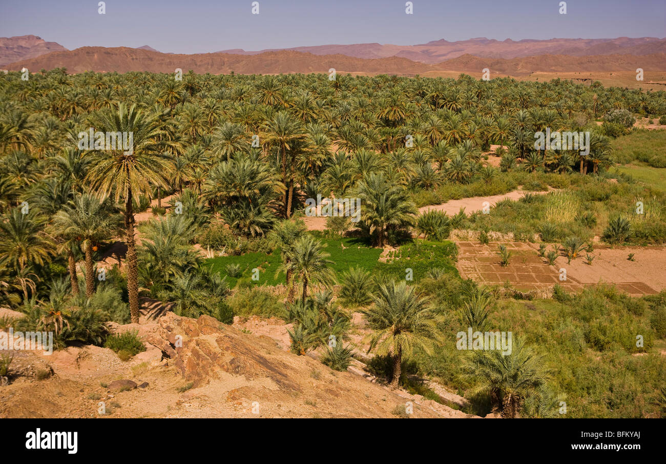 DRAA VALLEY, MOROCCO - Date palm tree oasis Stock Photo