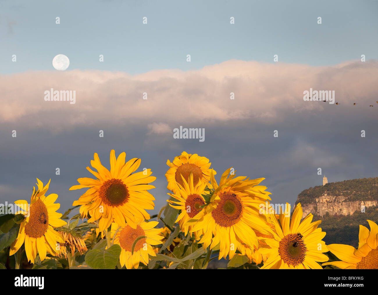 The moon sets near the Mohonk Tower as sunflowers planted by a local farmer face east at sunrise along Rt 299, New Paltz, NY Stock Photo