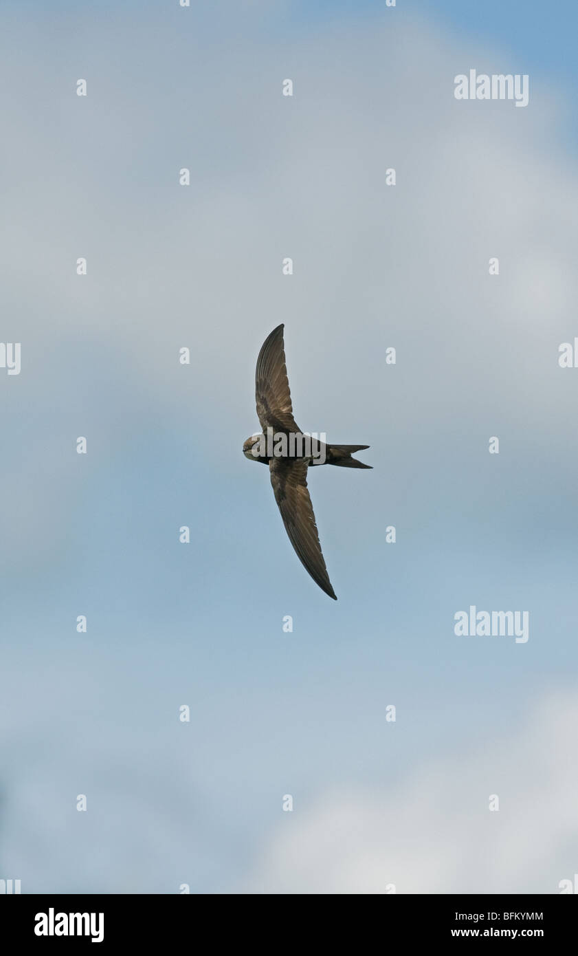 Common Swift in flight Stock Photo Alamy