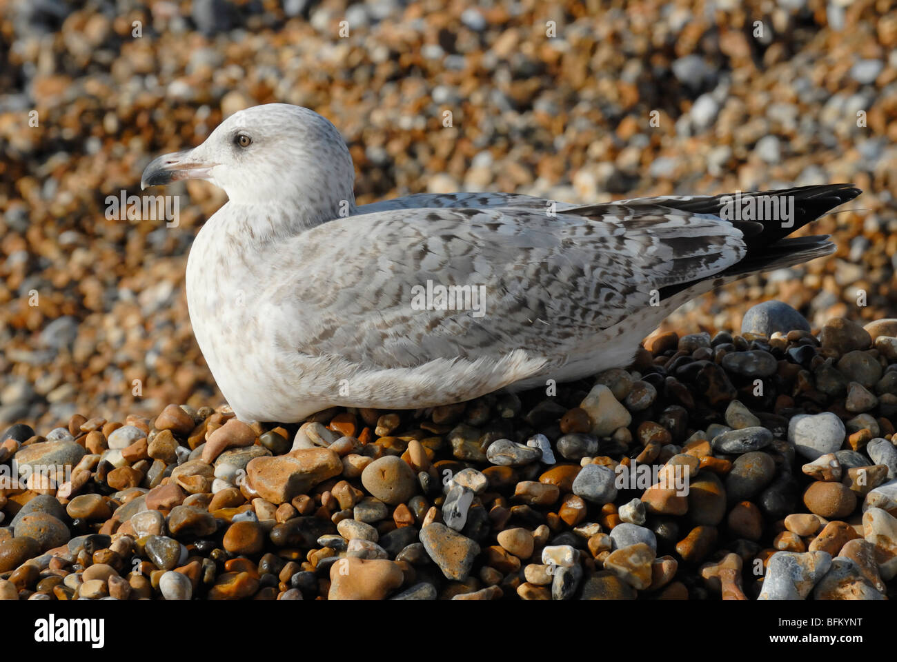 Herring Gull (Larus argentatus) immature. On pebble beach, Hastings, UK