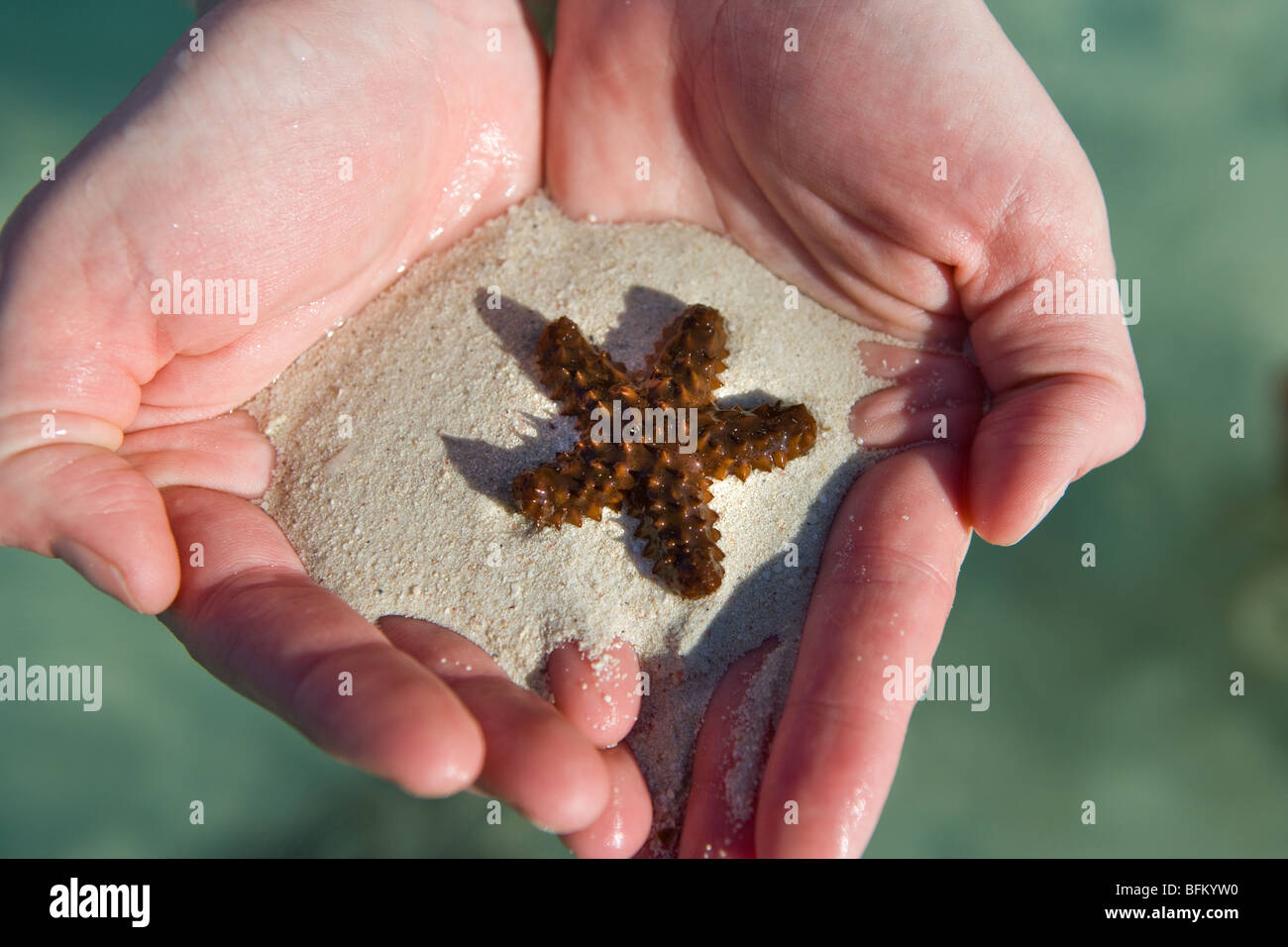 A woman's hand holds a live starfish with sand in Cozumel Mexico Stock Photo