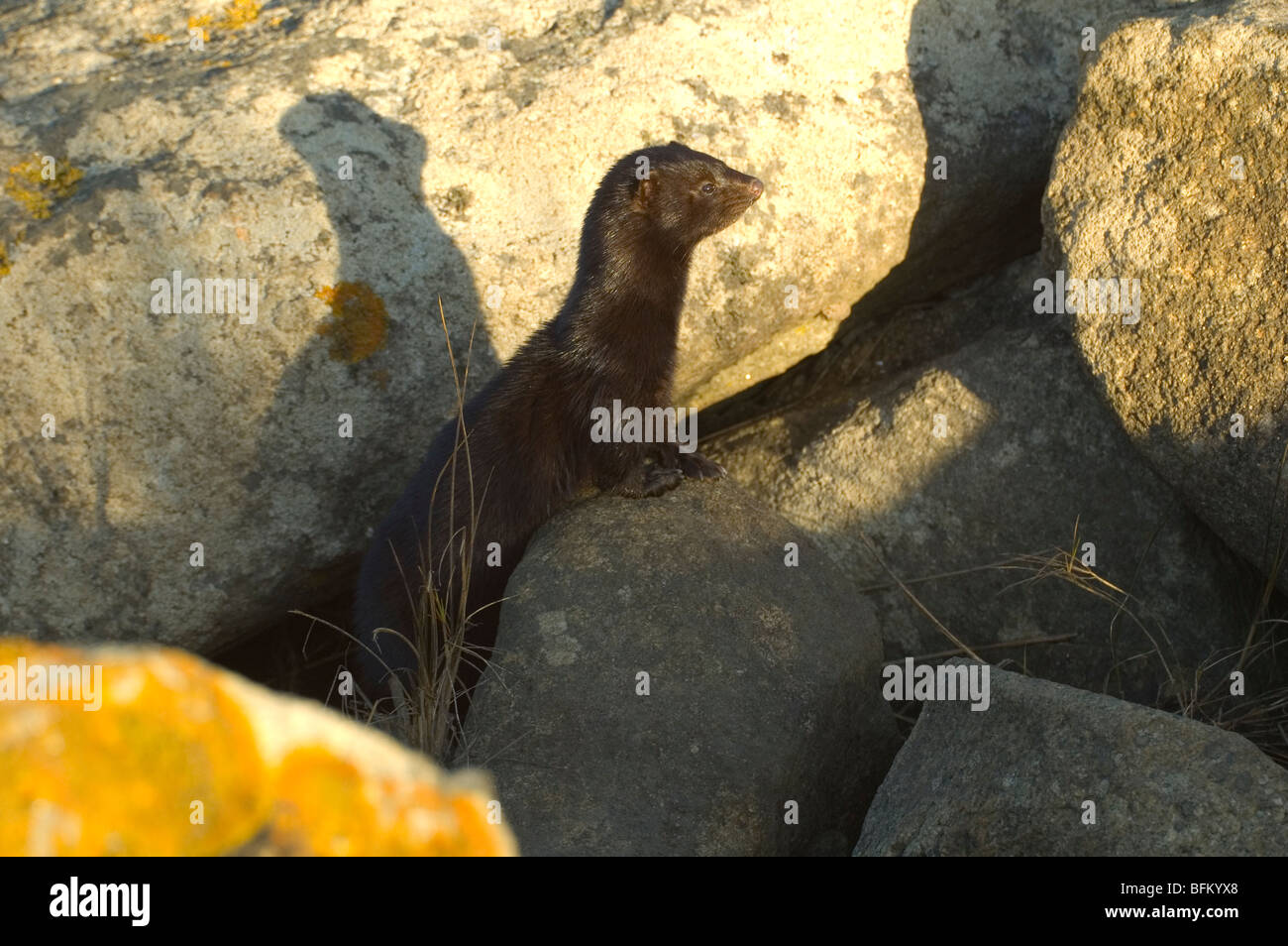 American mink (Mustela vison) Stock Photo