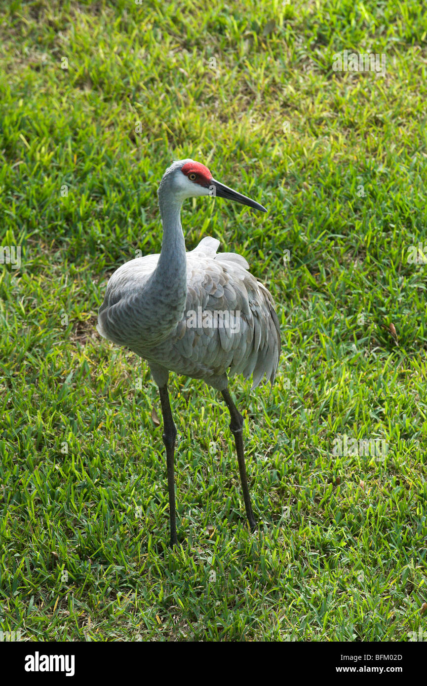 Sandhill Crane (Grus canadensis) on a golf course in central Florida, USA Stock Photo