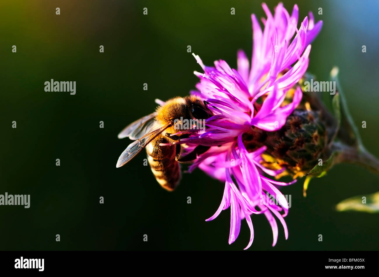 Extreme close up honey bees hi-res stock photography and images - Alamy
