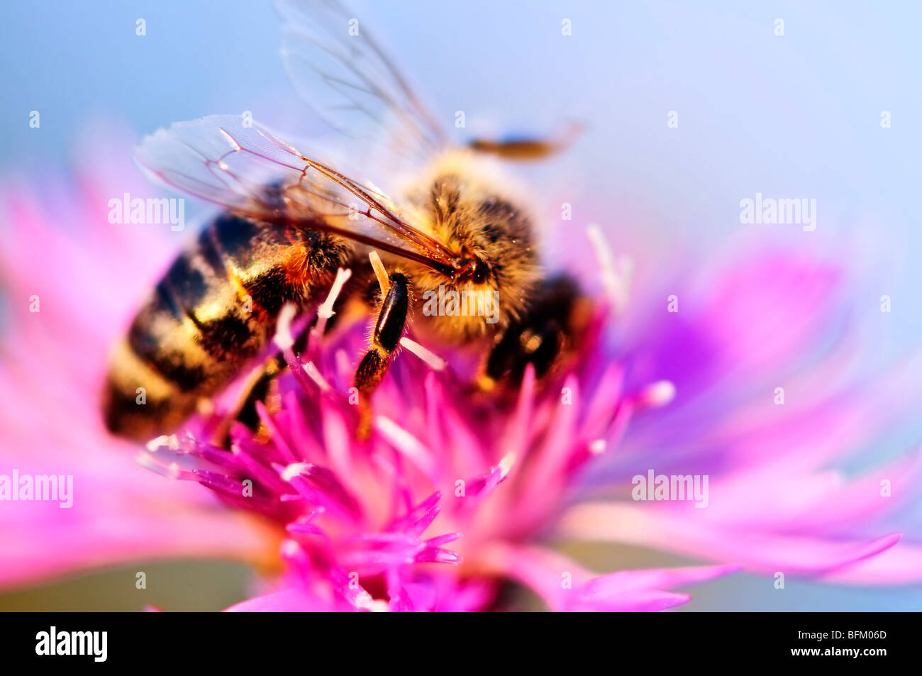 Close up of honey bee on knapweed flower Stock Photo