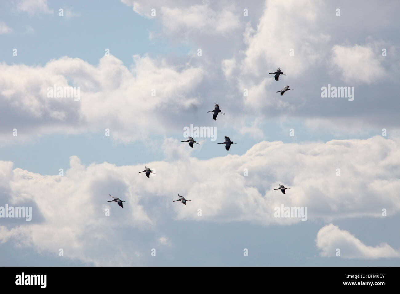 Spring Is In Air Cranes Are Returning >> Flying Eurasian Crane Stock Photos Flying Eurasian Crane Stock Spring Is In Air Cranes Are Returning >> Flying Eurasian Crane Stock Photos Flying Eurasian Crane Stock
