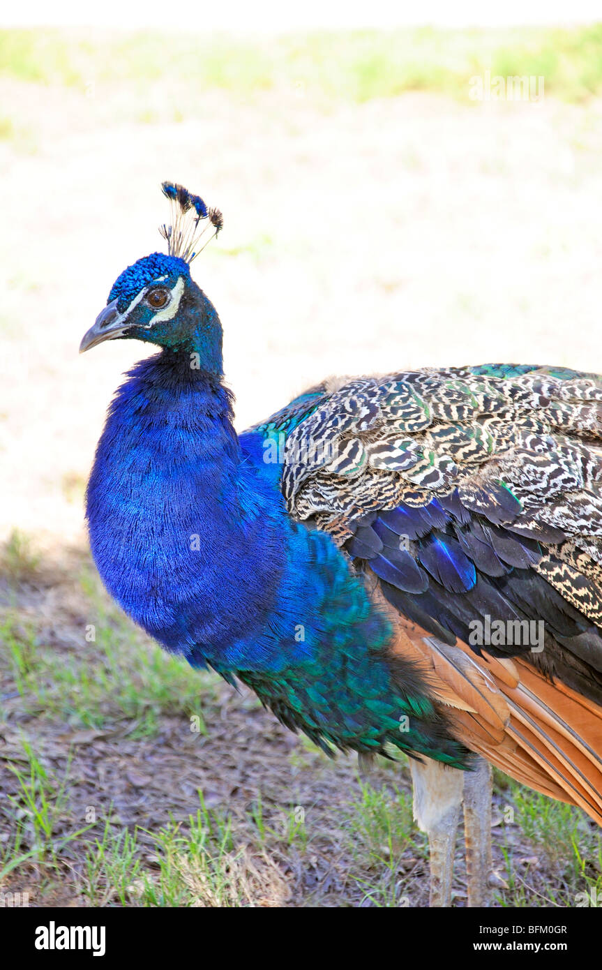 Peacock (Pavo cristatus) Stock Photo
