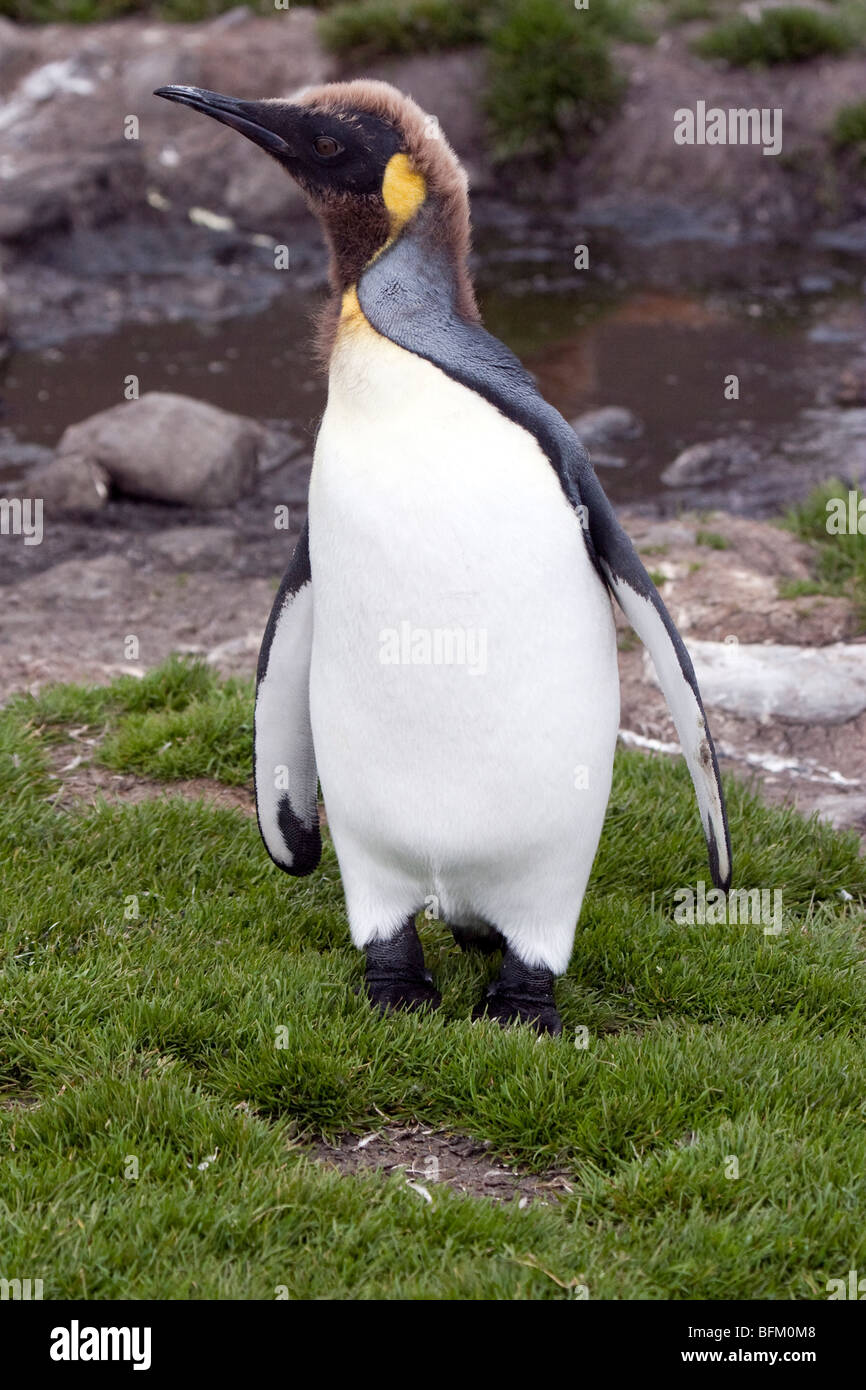 Fledging King Penguin, South Georgia Island Stock Photo