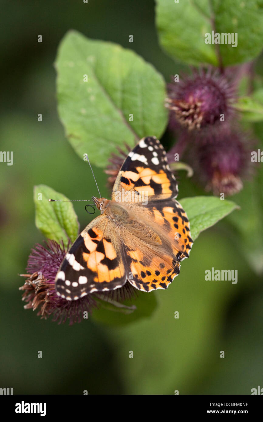 Painted Lady butterfly on Burdock plant, England UK Stock Photo