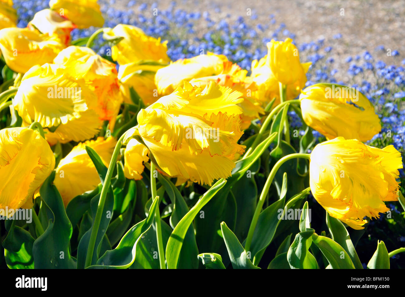 Yellow fringed tulips Stock Photo Alamy