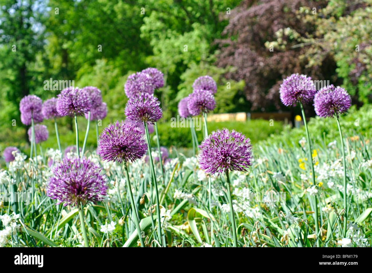 Allium Globemaster flower Stock Photo Alamy