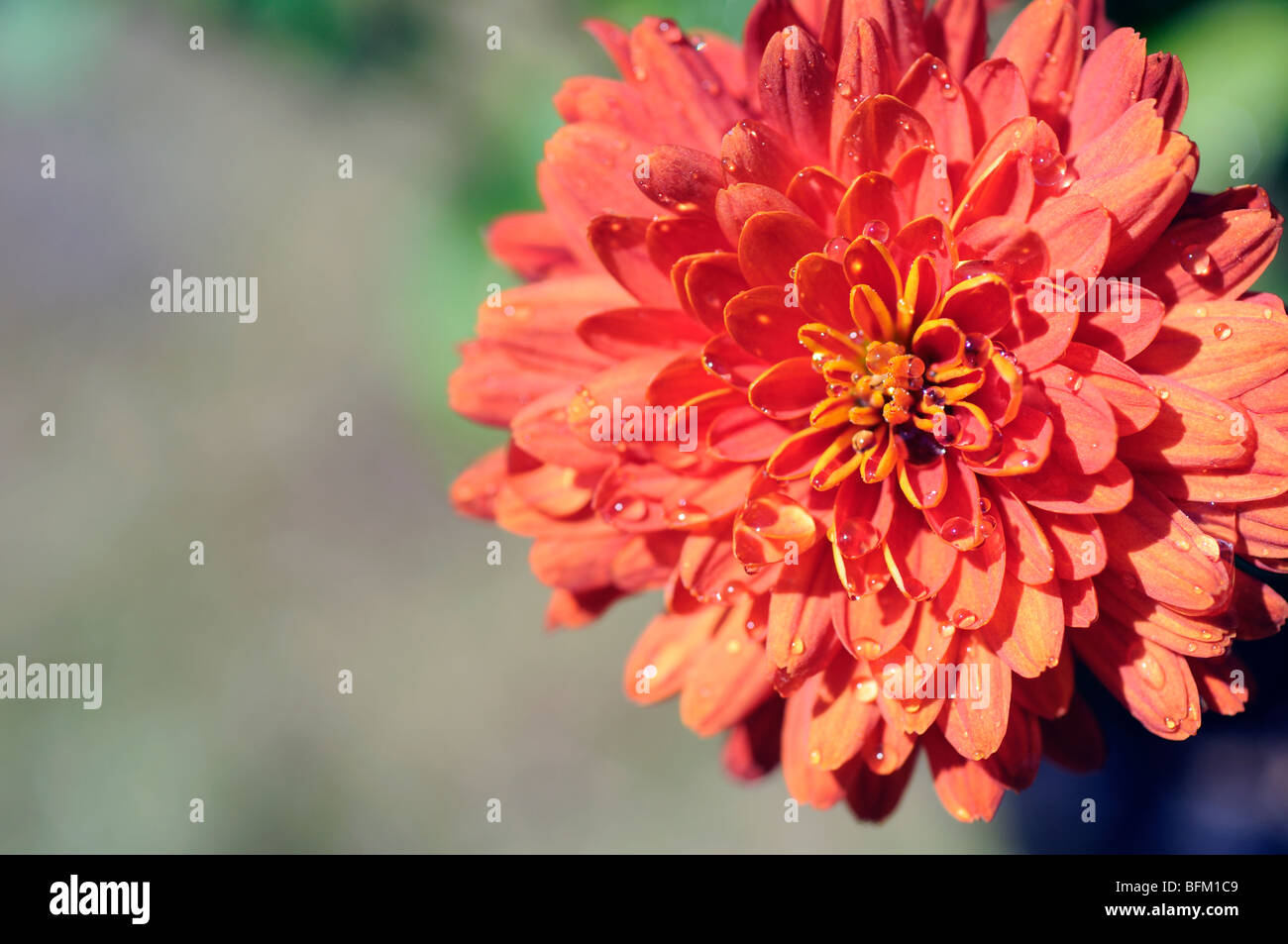 Red chrysanthemum flower hi-res stock photography and images - Alamy