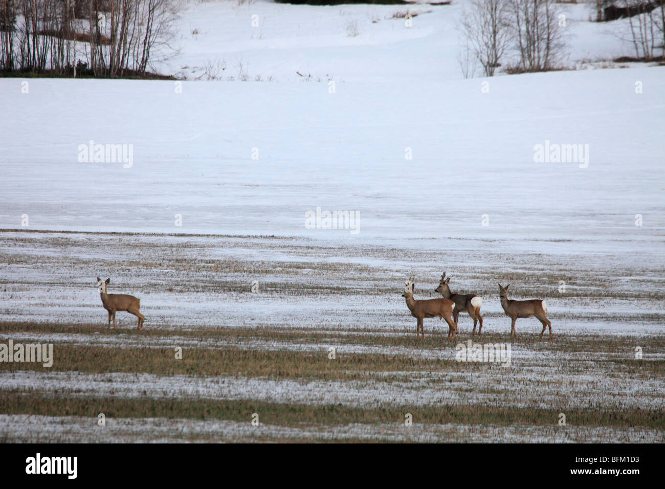 Roe deer (Capreolus capreolus) on the flight over a snow-covered meadow in early spring. Stock Photo