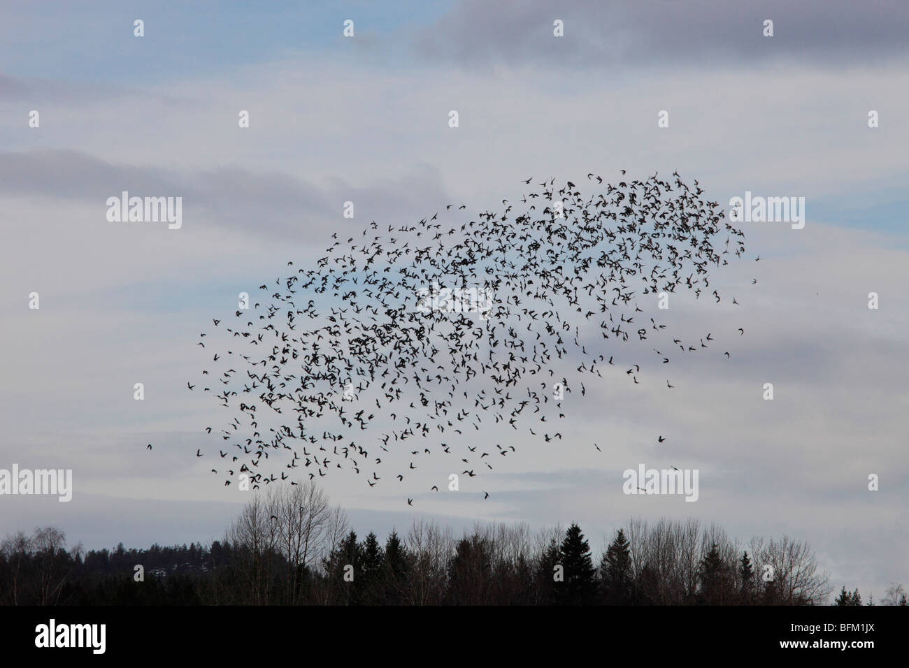 Large flocks of migratory Wood pigeons (Columba palumbus)  return to their breeding areas in northern Sweden. Stock Photo