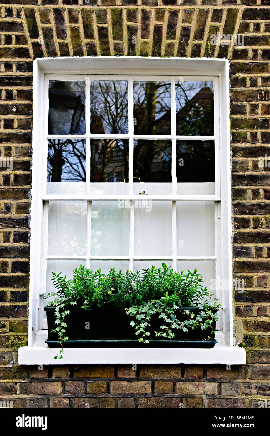 Window with plant box in brick wall London Stock Photo