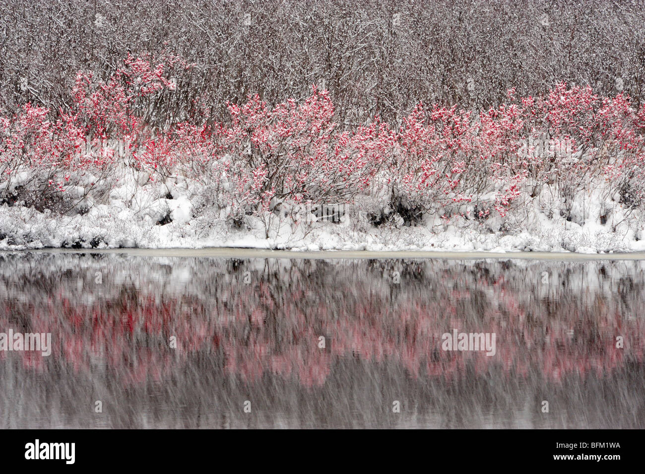 Fresh snow falling on cranberry shrubs near the Goulais River, Goulais River/Sault Ste. Marie, Ontario, Canada Stock Photo