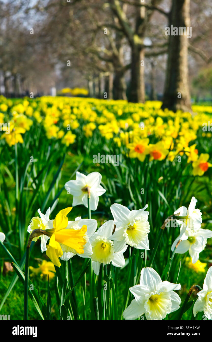 Blooming daffodils in St James's Park in London Stock Photo Alamy