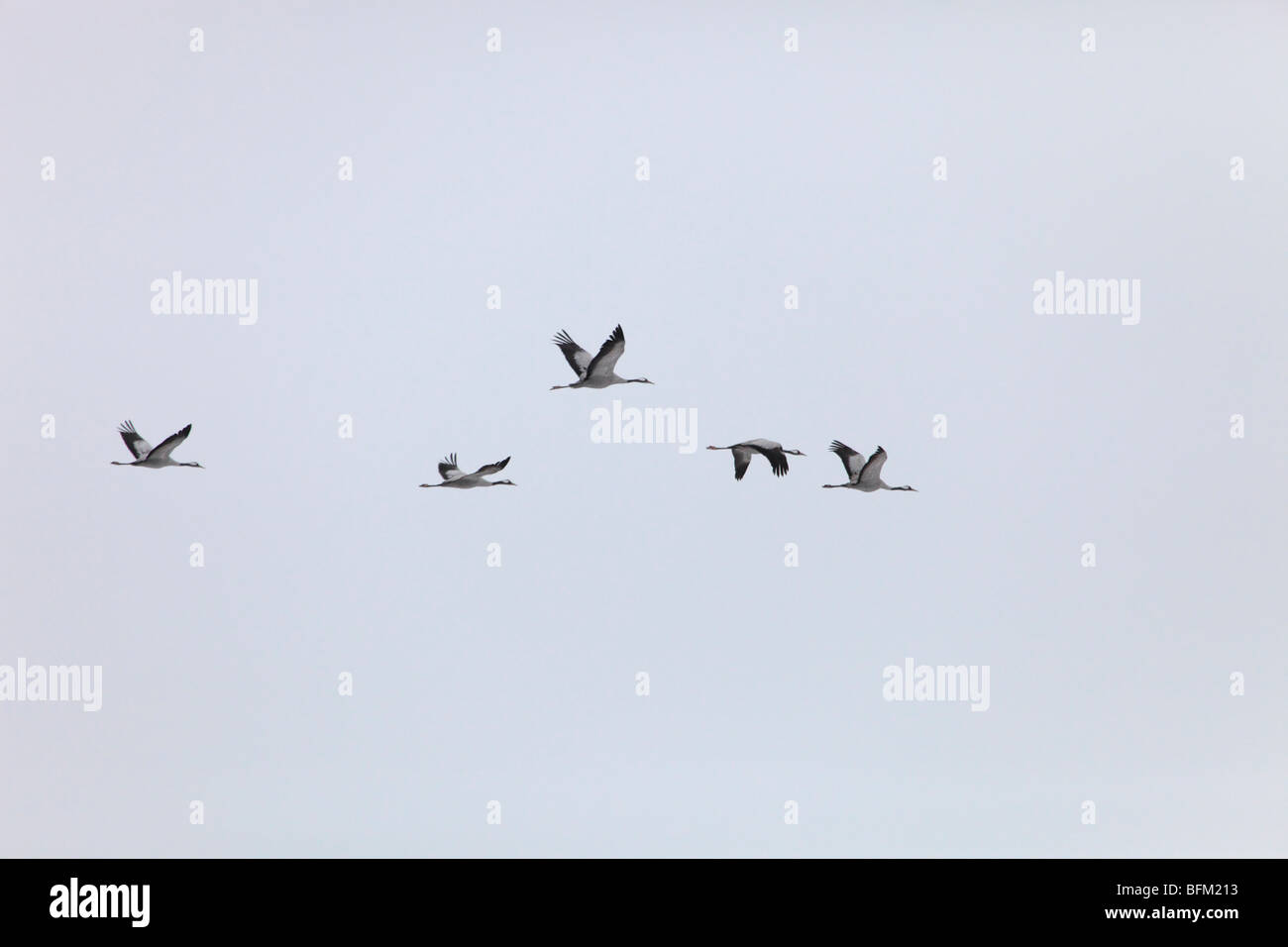 Spring Is In Air Cranes Are Returning >> Common Crane Grus Grus Returning To Their Breeding Areas In Stock Spring Is In Air Cranes Are Returning >> Common Crane Grus Grus Returning To Their Breeding Areas In Stock