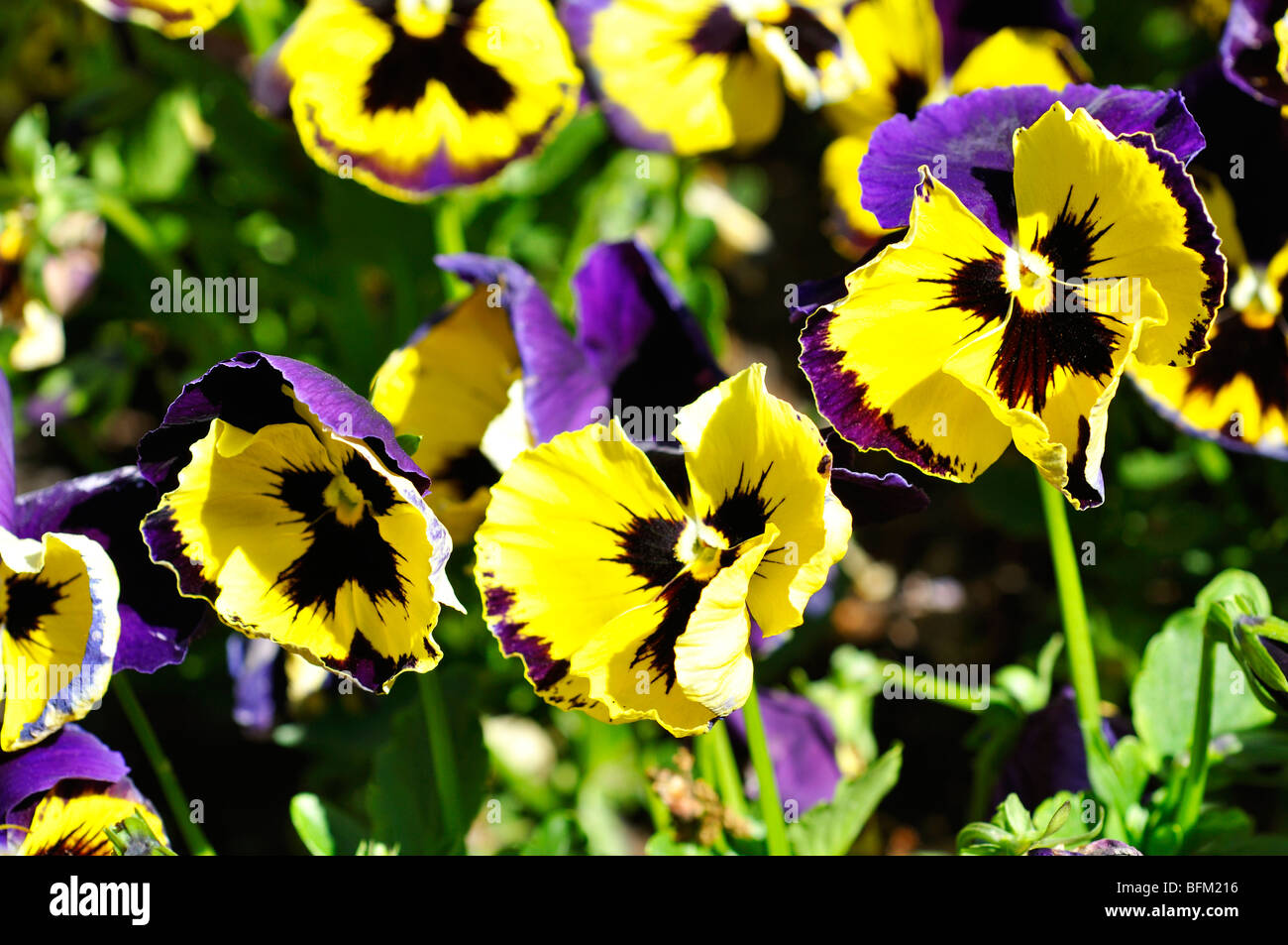 Pansies aka pansy violets (Viola tricolor hortensis Stock Photo Alamy