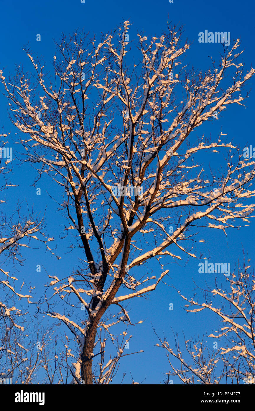 North america white ash tree hires stock photography and images Alamy