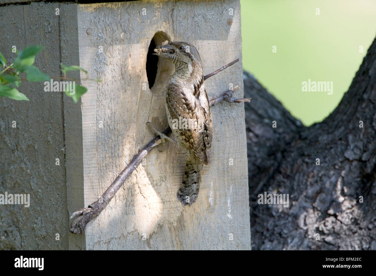 Eurasian Wryneck (Jynx torquilla) perching on nesting box with ants and lava in beak Stock Photo