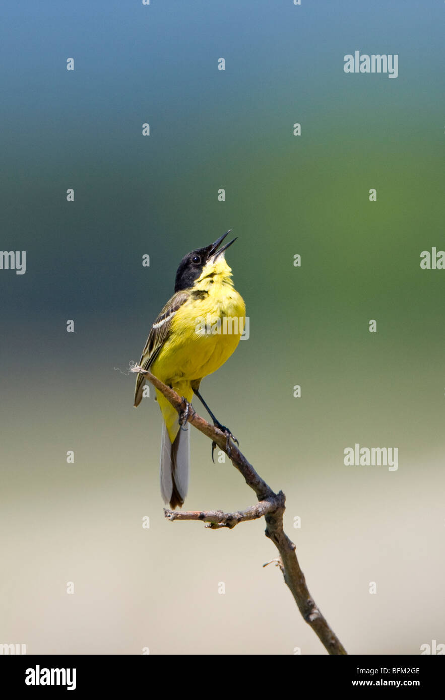 Black headed Yellow Wagtail (Motacilla flava feldegg) perching on a twig singing Stock Photo