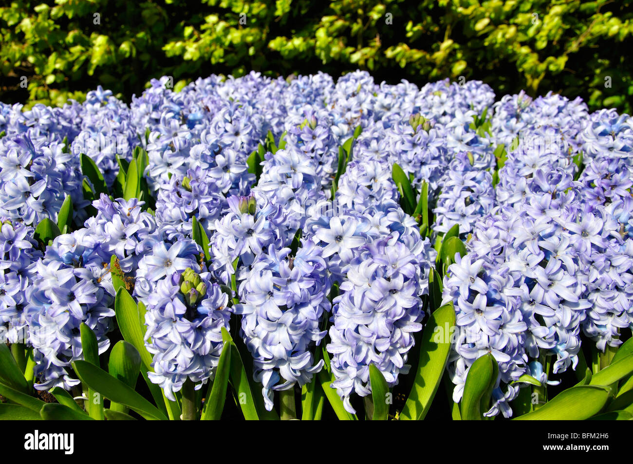 Blue hyacinth (Hyacinthus) Stock Photo