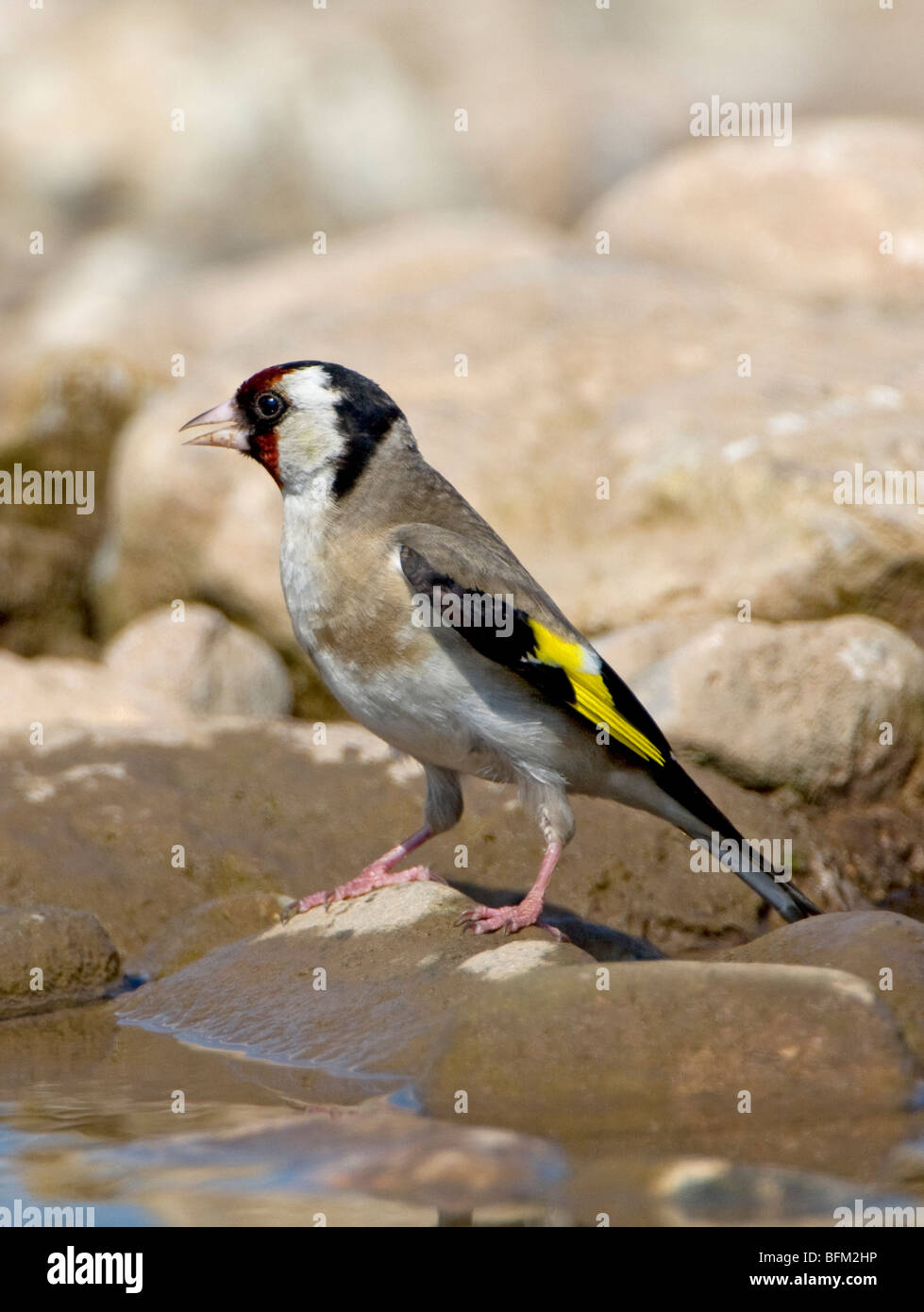 European Goldfinch (Carduelis carduelis) perching on a rock singing by water Stock Photo