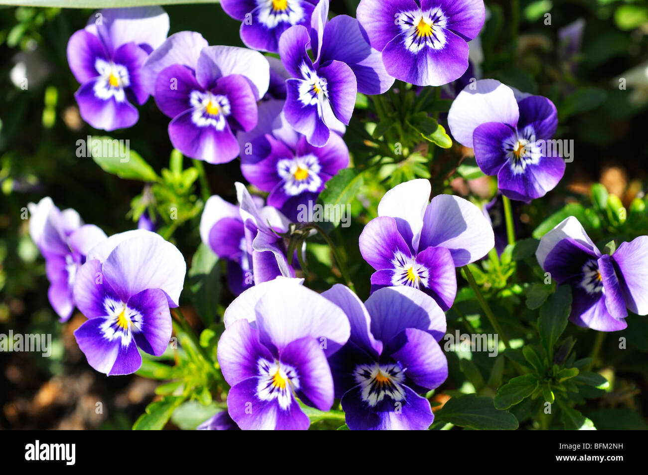 Pansies aka pansy violets (Viola tricolor hortensis Stock Photo Alamy