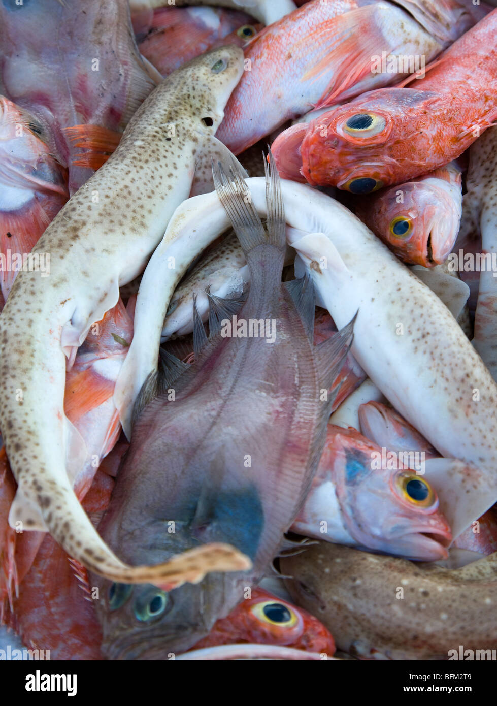 Fish sale italy hires stock photography and images Alamy