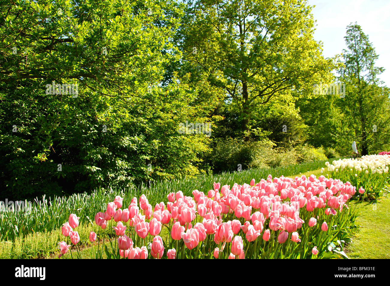 Keukenhof world's largest flower park (Holland Stock Photo Alamy