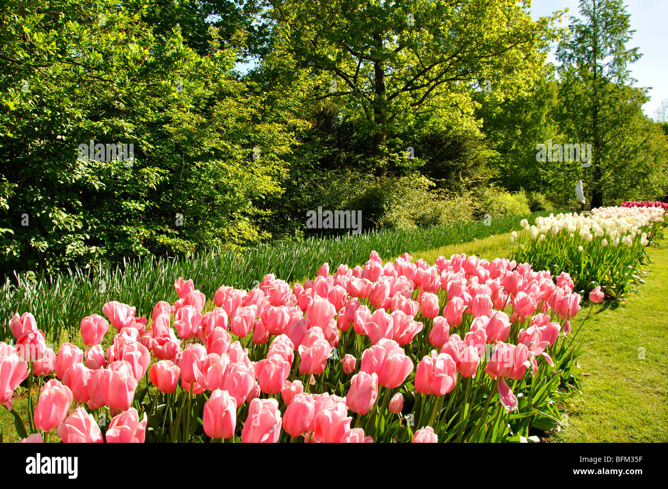 Keukenhof world's largest flower park (Holland Stock Photo Alamy
