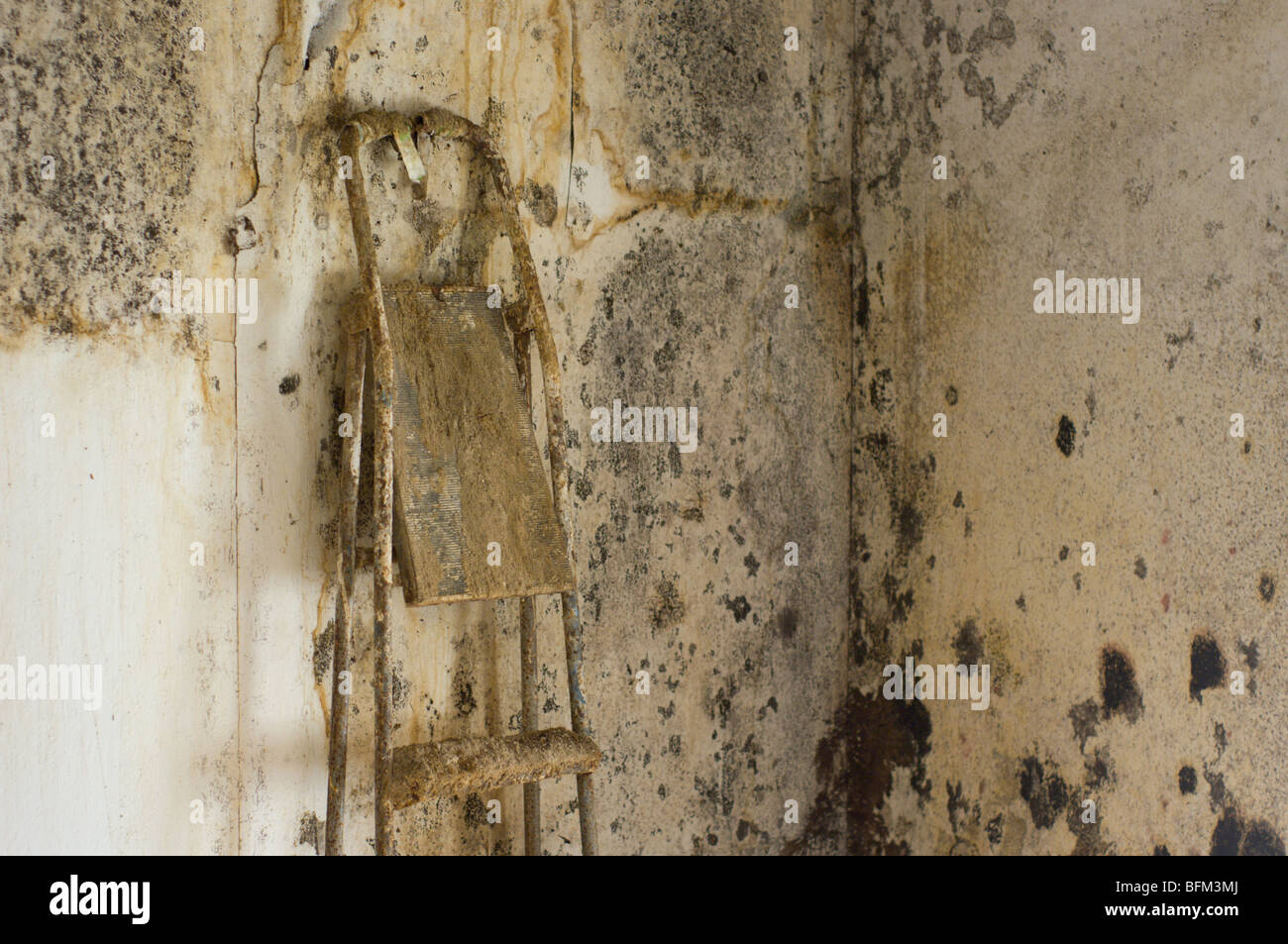 moldy wallpaper Stock Photo