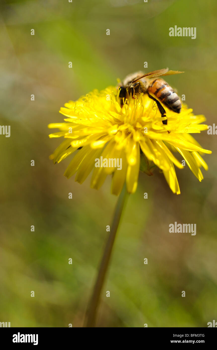 Honey bee on dandelion flower Stock Photo
