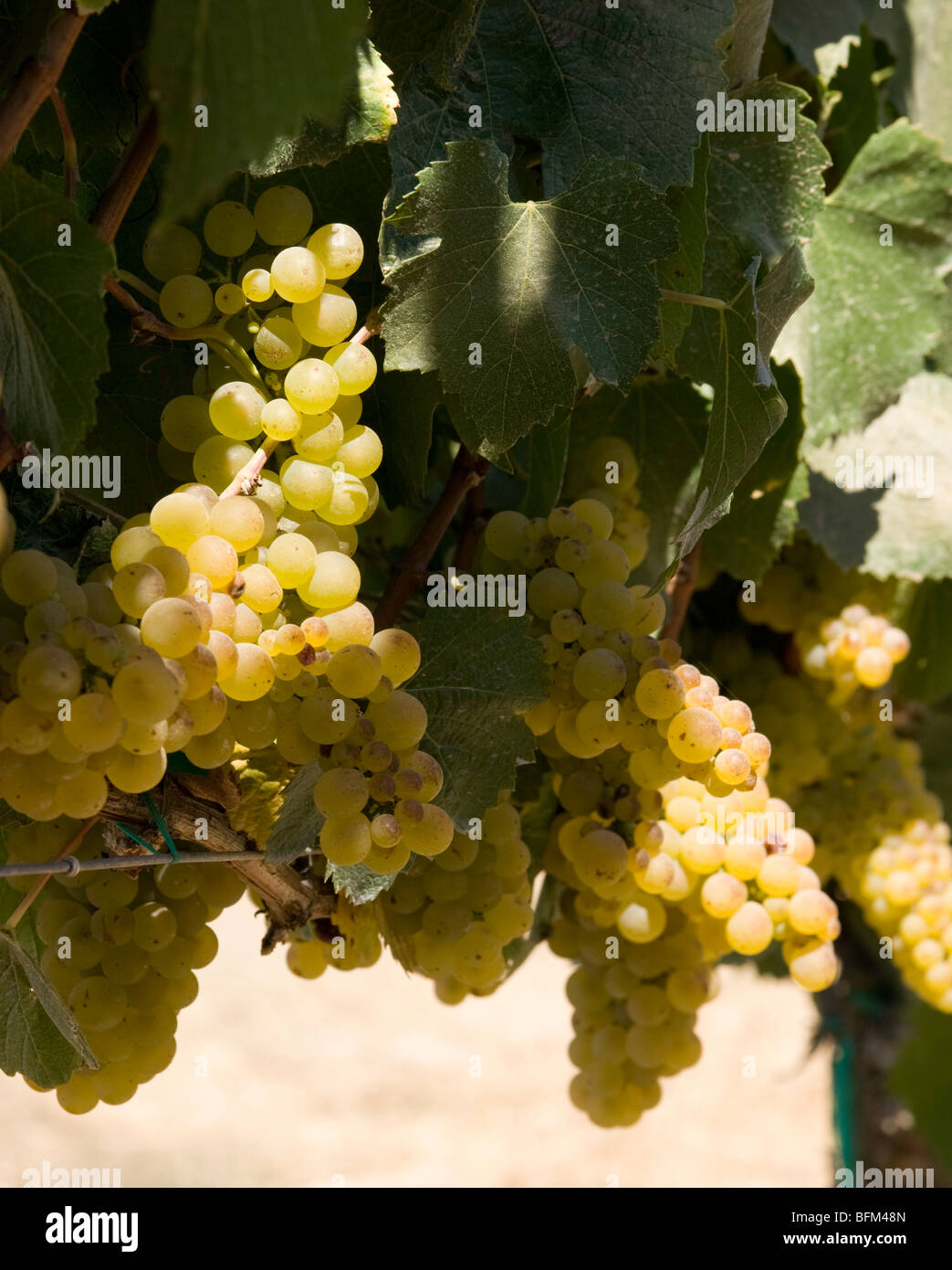 Chardonnay wine grapes ripen on the vine Stock Photo