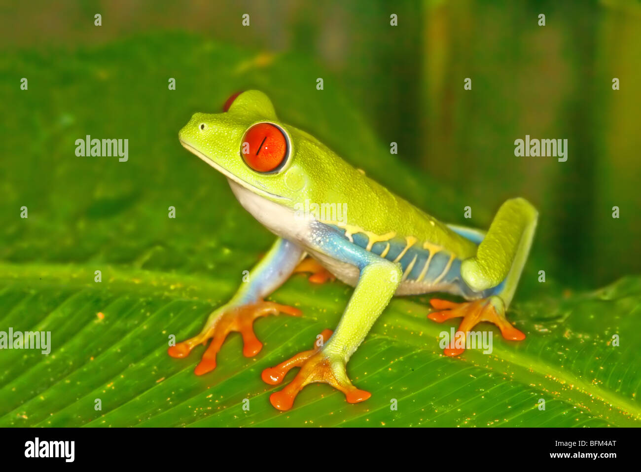 Red-eyed Treefrog Stock Photo