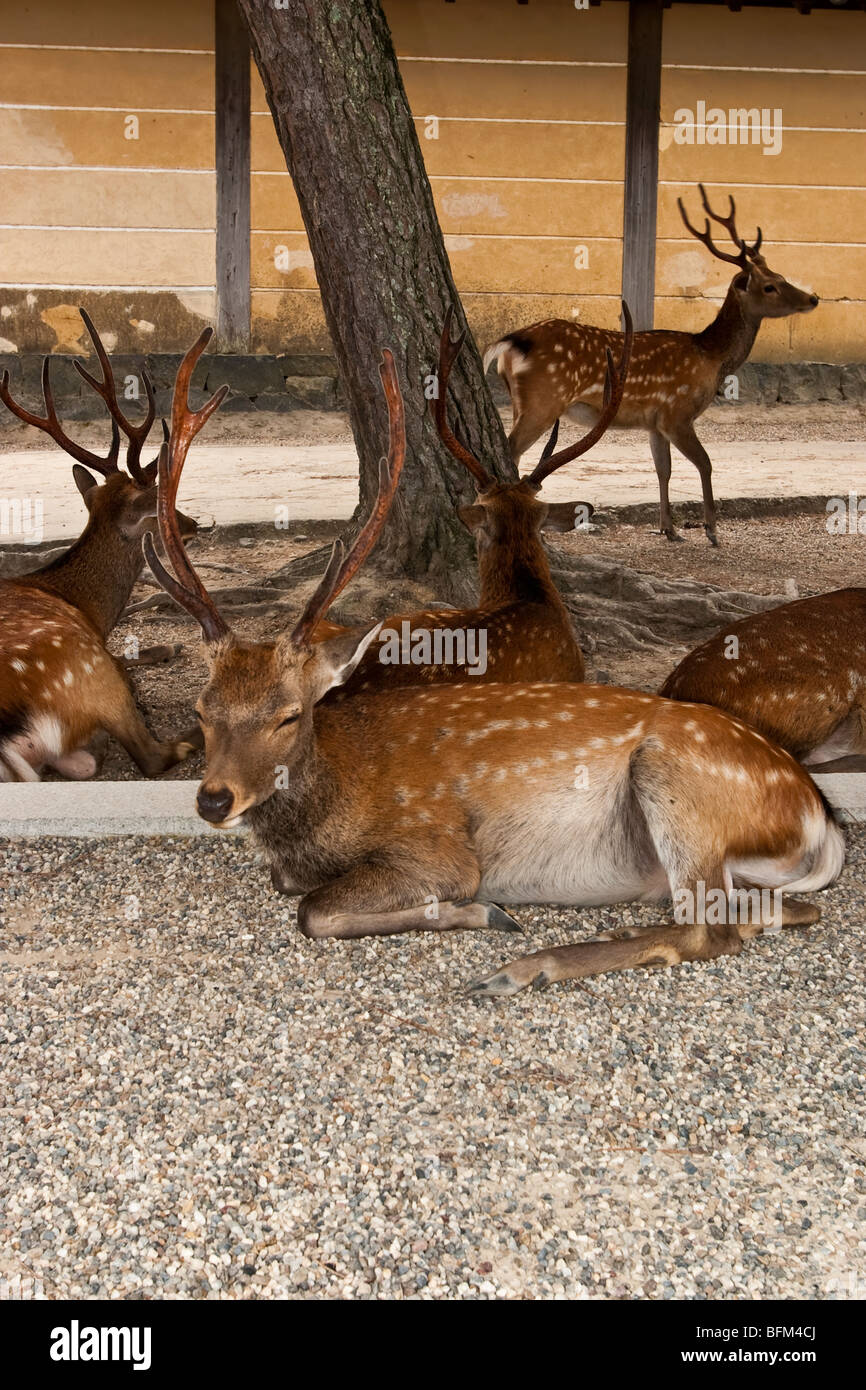 Deer in Nara, Japan Stock Photo