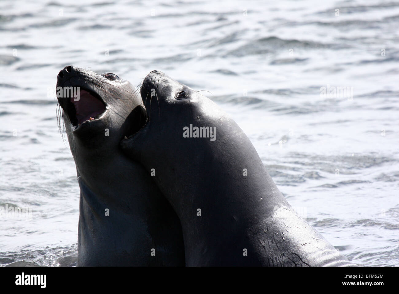 Juvenile male elephant seals playfighting at Penguin Island, Antarctic