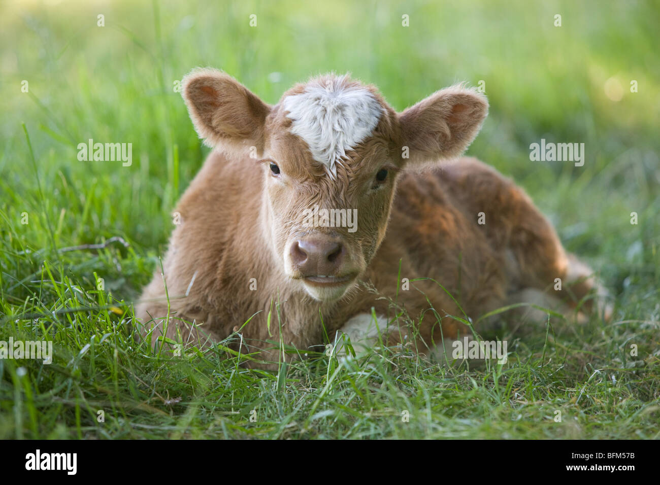 young Cow restin in the grass - Bos primigenius taurus Stock Photo