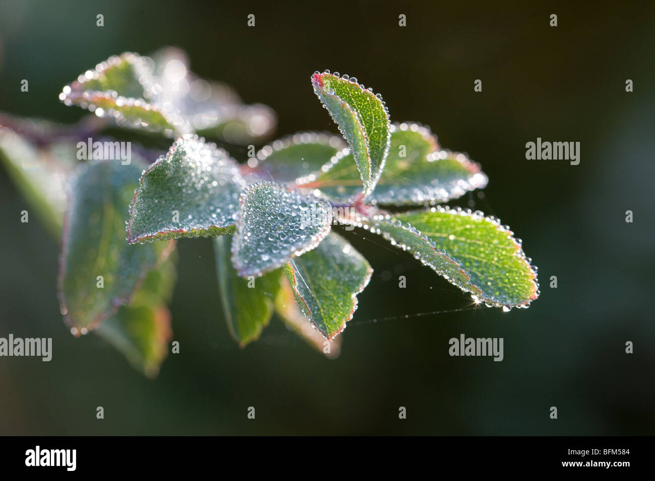 morning dew on Spirea or meadowsweet - Spiraea × vanhouttei Stock Photo