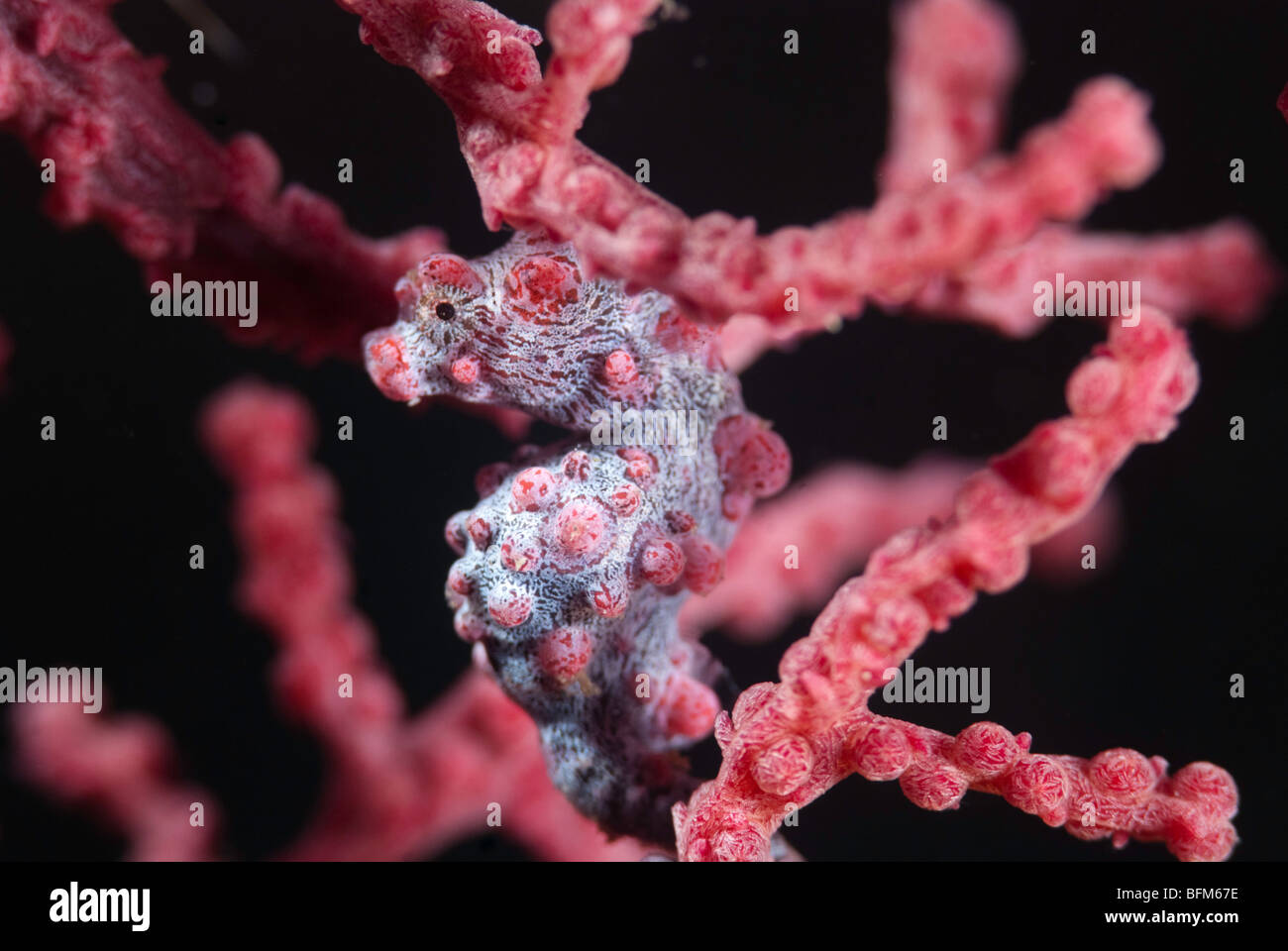 Pygmy Seahorse Stock Photo