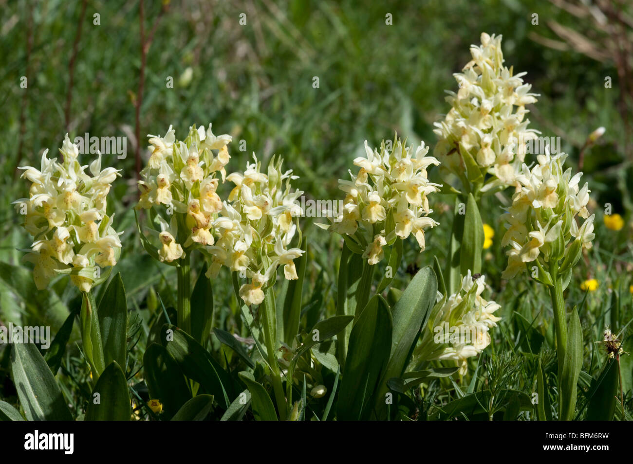 Elder flowerred Orchid (Dactylorhiza sambucina), group, yellow Stock Photo
