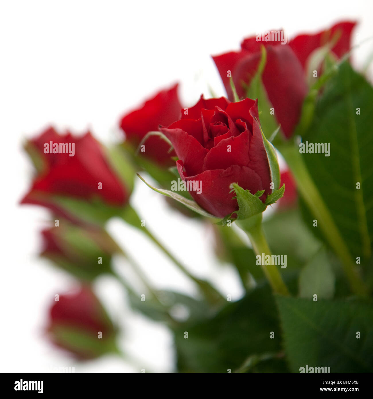 Red roses. Focus on foreground Stock Photo