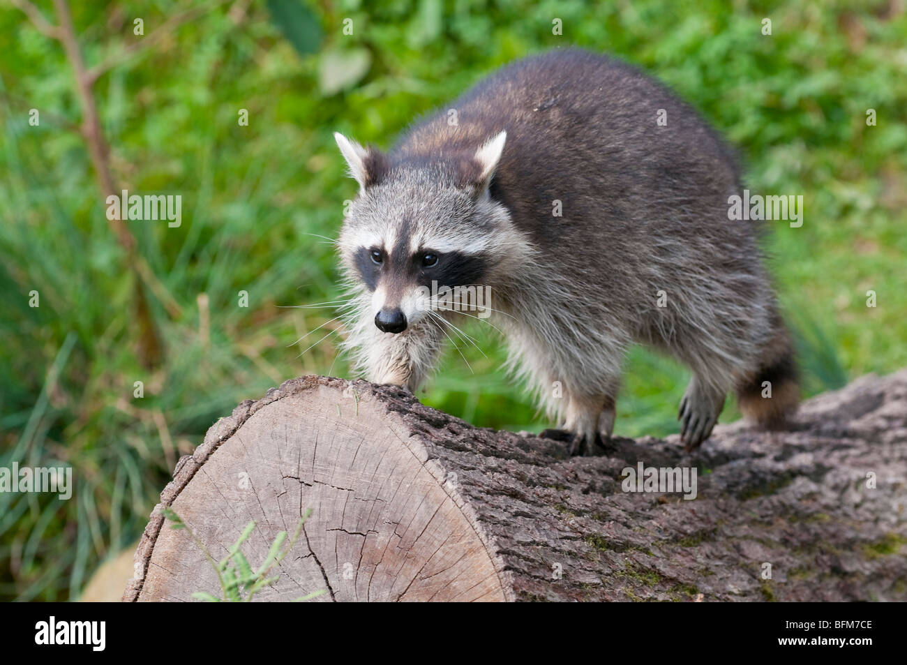 Waschbär - Procyon lotor -common raccoon from Europe Stock Photo